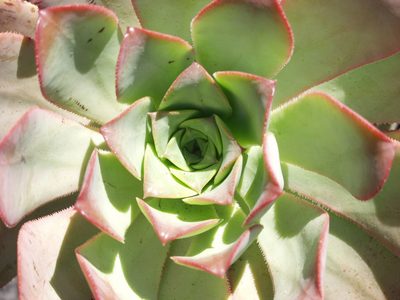 Aeonium davidbramwellii, photographed by Ina Siebert