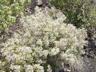 Bystropogon origanifolius, photographed by Ina Siebert