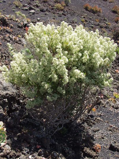 Bystropogon origanifolius, photographed by Ina Siebert