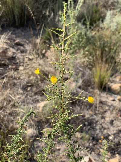 Aspalathus acuminata, photographed by Dave Richardson