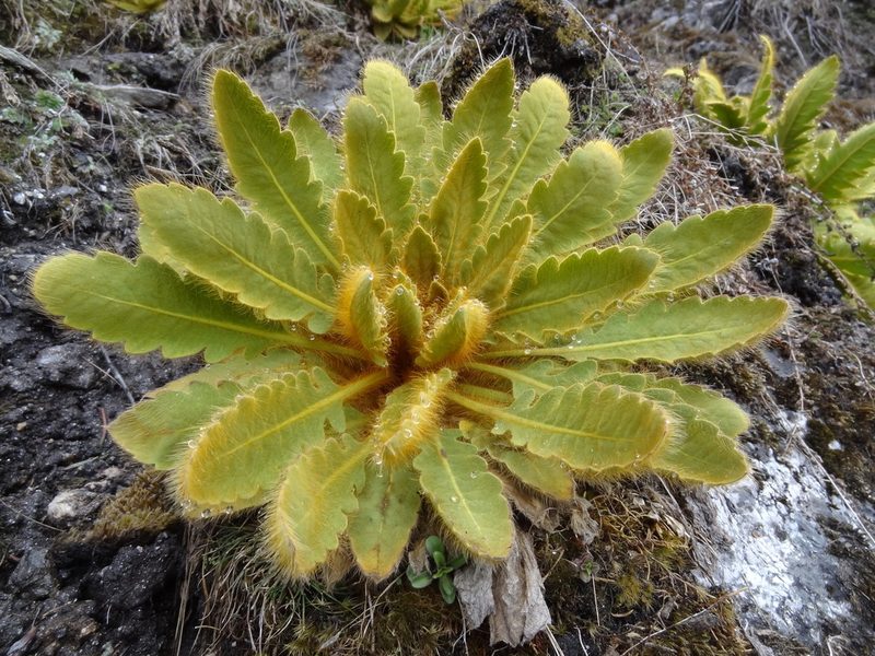 Meconopsis paniculata, photographed by Christoph Moning