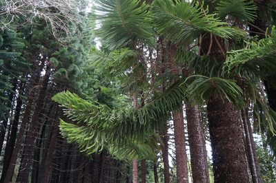 Araucaria columnaris, photographed by Henggang Cui