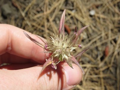 Collomia biflora, photographed by Nicolas Olejnik