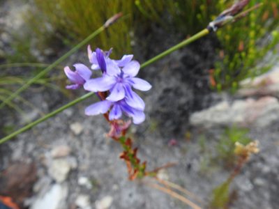 Thereianthus spicatus, photographed by Matthew Fainman