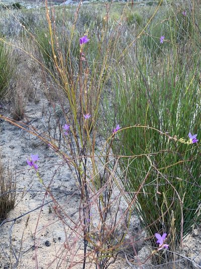 Heliophila maraisiana, photographed by Dave Richardson