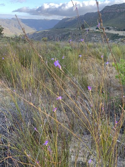 Heliophila maraisiana, photographed by Dave Richardson