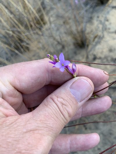 Heliophila maraisiana, photographed by Dave Richardson