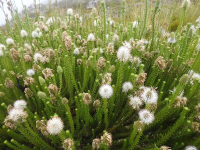 Stilbe albiflora, photographed by Matthew Fainman