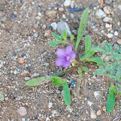 Nama coulteri, photographed by Bill Levine