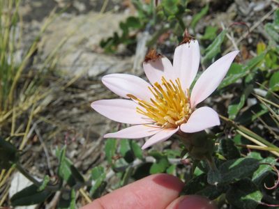 Mutisia oligodon, photographed by Nicolas Olejnik