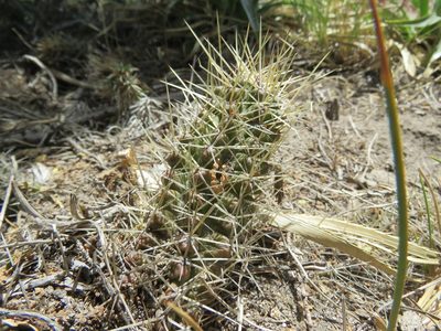 Austrocactus coxii, photographed by Nicolas Olejnik