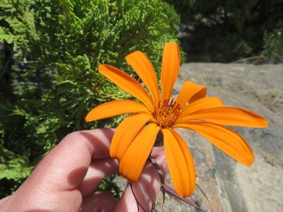 Mutisia decurrens, photographed by Nicolas Olejnik