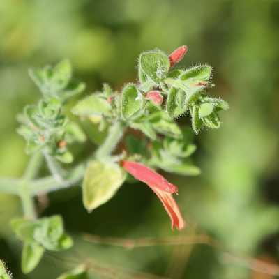Justicia purpusii, photographed by Bill Levine