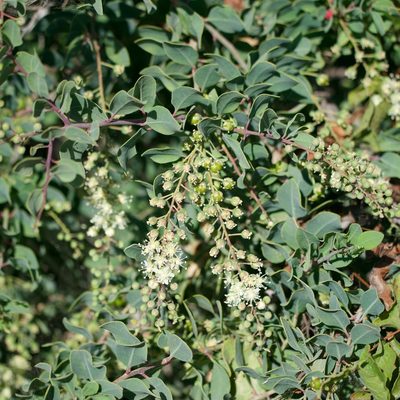 Stegnosperma halimifolium, photographed by Bill Levine