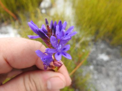 Thereianthus spicatus, photographed by Matthew Fainman