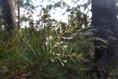 Lomatia tinctoria, photographed by Cowirrie