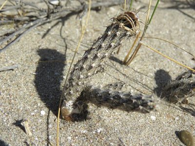 Pterocactus tuberosus, photographed by Nicolas Olejnik