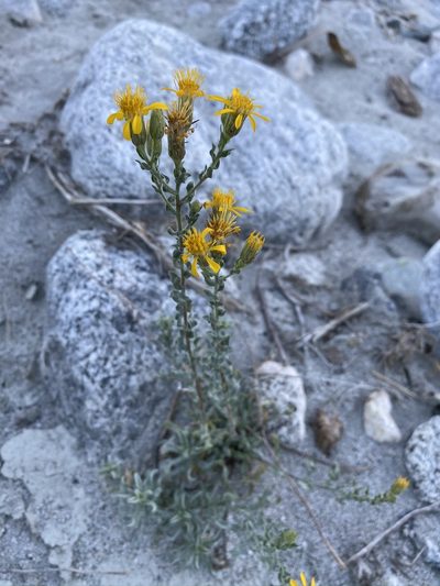 Heterotheca fastigiata, photographed by Matt Berger