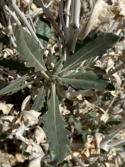 Mentzelia puberula, photographed by Matt Berger