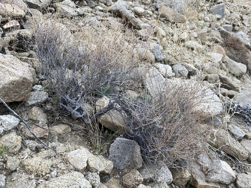Euphorbia jaegeri, photographed by Matt Berger