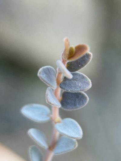 Euphorbia jaegeri, photographed by Matt Berger