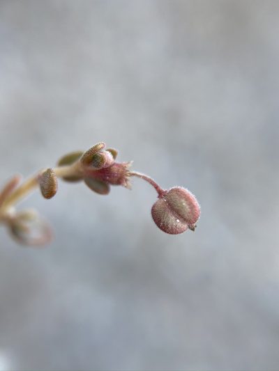Euphorbia jaegeri, photographed by Matt Berger