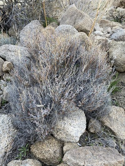 Euphorbia jaegeri, photographed by Matt Berger