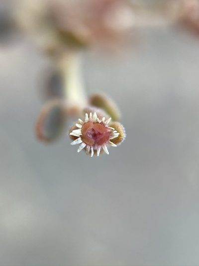 Euphorbia jaegeri, photographed by Matt Berger