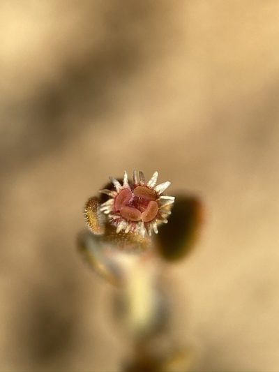 Euphorbia jaegeri, photographed by Matt Berger