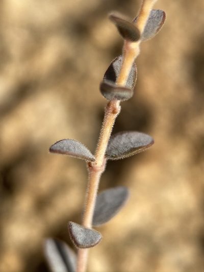 Euphorbia jaegeri, photographed by Matt Berger
