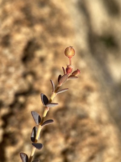 Euphorbia jaegeri, photographed by Matt Berger
