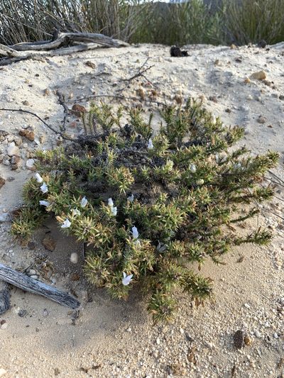 Roella bryoides, photographed by Dave Richardson
