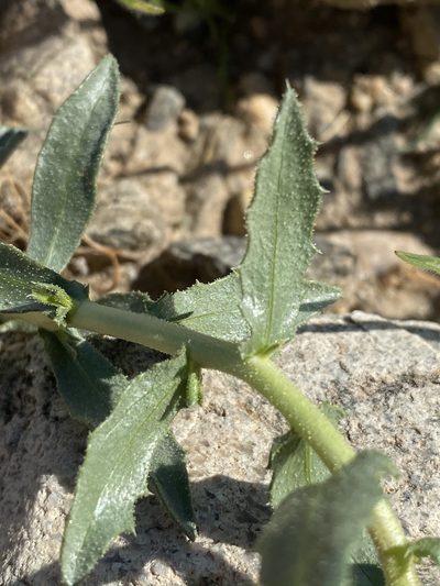 Xylorhiza cognata, photographed by Matt Berger