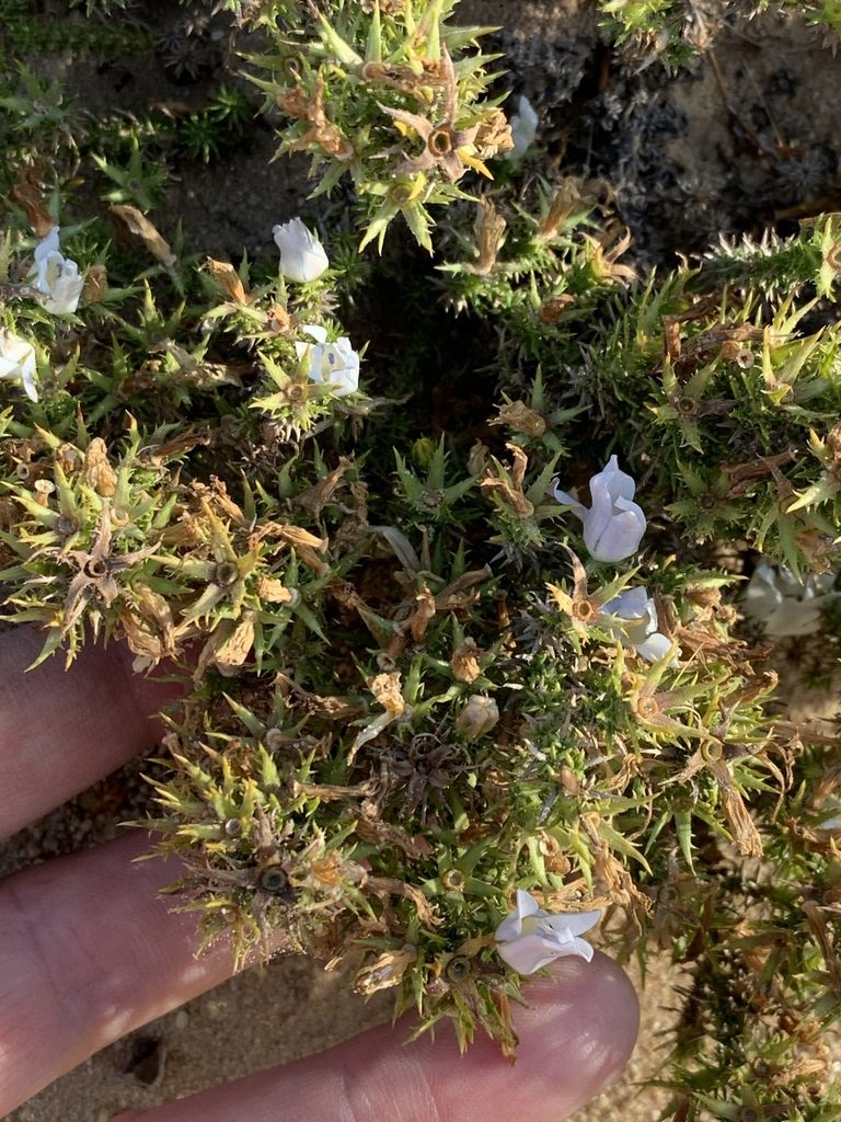 Roella bryoides, photographed by Dave Richardson