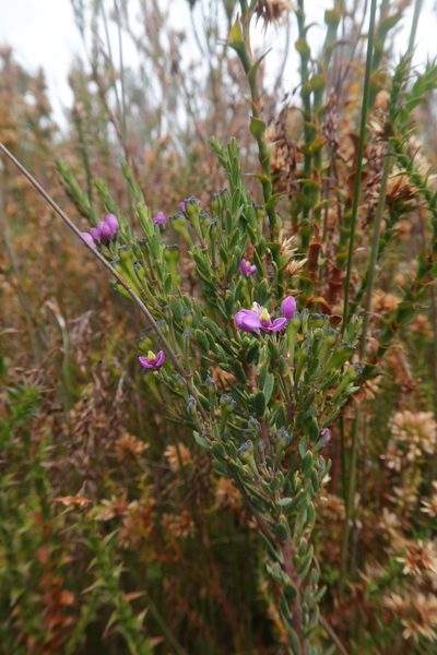 Comesperma retusum, photographed by Cowirrie