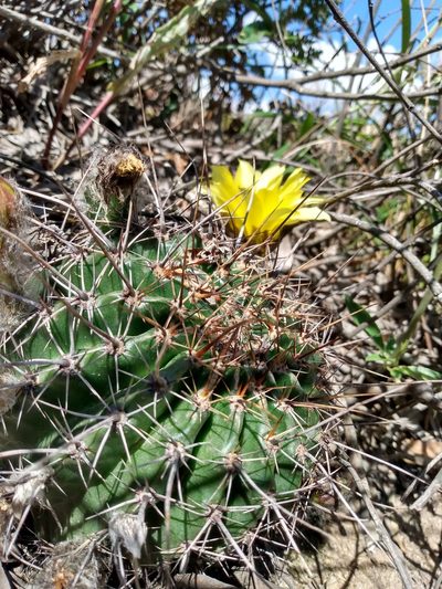 Echinopsis aurea, photographed by Nicolas Olejnik