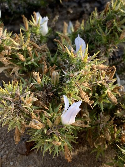 Roella bryoides, photographed by Dave Richardson