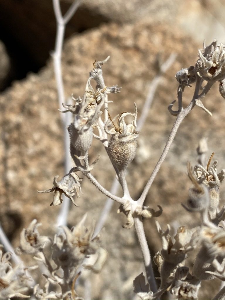 Mentzelia puberula, photographed by Matt Berger