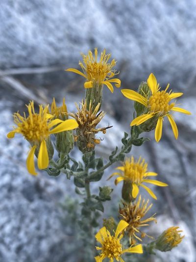 Heterotheca fastigiata, photographed by Matt Berger