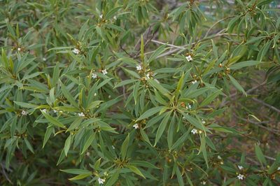 Myoporum sandwicense, photographed by Henggang Cui