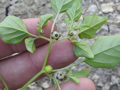 Physalis solanacea, photographed by Sam Kieschnick