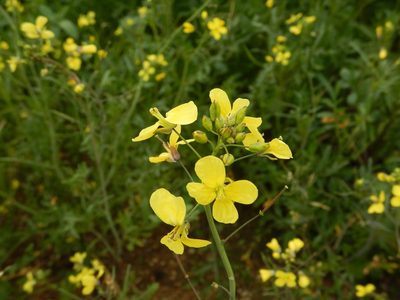 Diplotaxis catholica, photographed by Duarte Frade