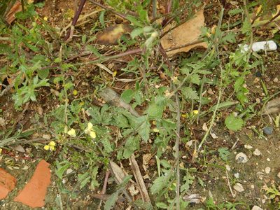 Diplotaxis catholica, photographed by Duarte Frade