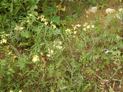 Diplotaxis catholica, photographed by Duarte Frade