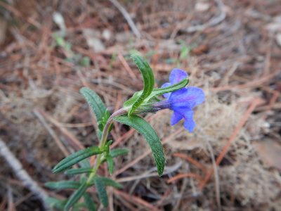 Glandora prostrata, photographed by Duarte Frade