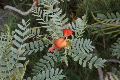 Sesbania tomentosa, photographed by Henggang Cui