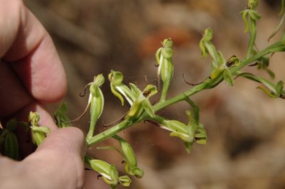 Habenaria floribunda, photographed by Eric Knight