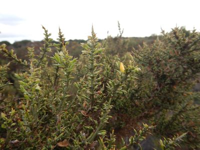Ulex argenteus, photographed by Duarte Frade