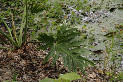 Philodendron bipinnatifidum, photographed by Eric Knight