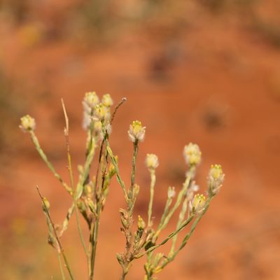 Pimelea trichostachya, photographed by Kym Nicolson